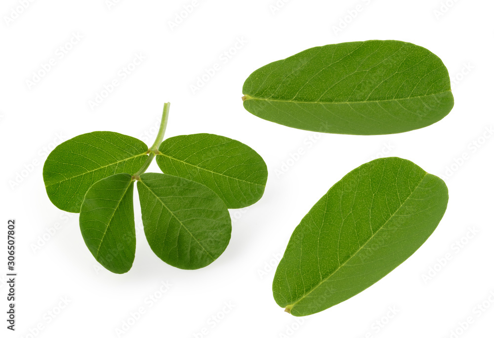 Fototapeta premium peanut leaf isolated white background