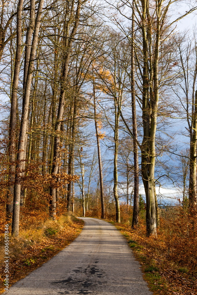 Autumn scene with road in forest. Late fall.