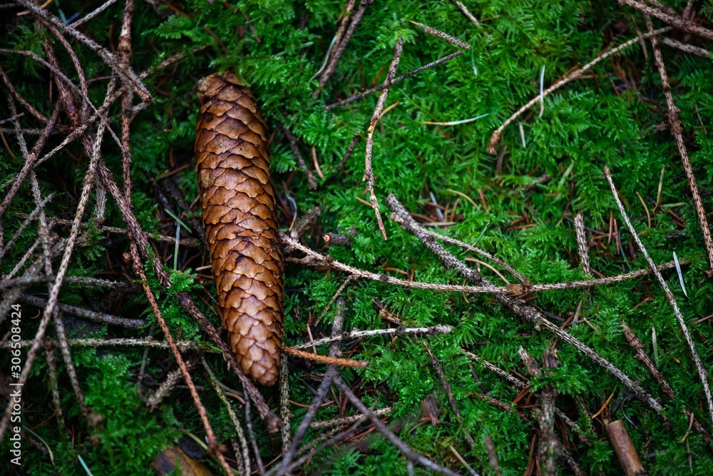 pinecone on moss in forest