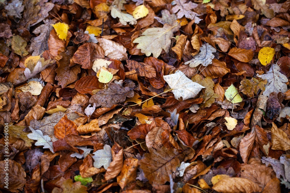dry autumn leaves on ground in forest dry autumn leaves on ground in forest