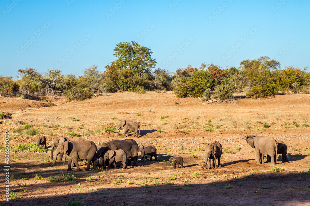 African bush elephant in Kruger National park, South Africa African bush elephant in Kruger National park, South Africa