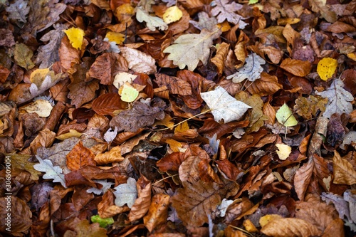 dry autumn leaves on ground in forest