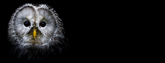 Owl with a black background