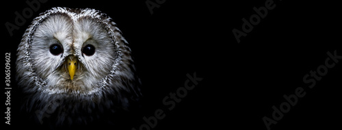 Owl with a black background