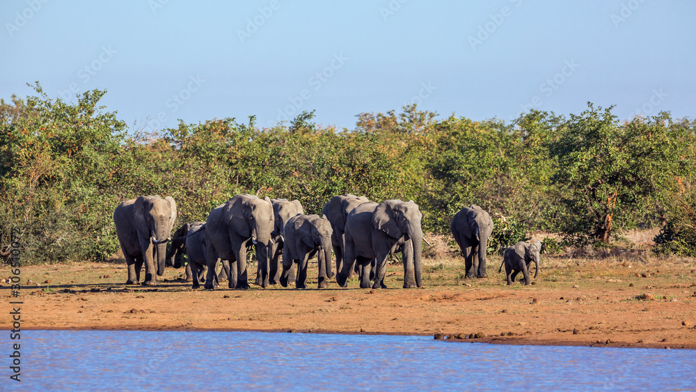 African bush elephant in Kruger National park, South Africa African bush elephant in Kruger National park, South Africa