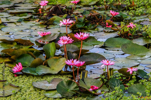 Pink water lilies on a background of water, India