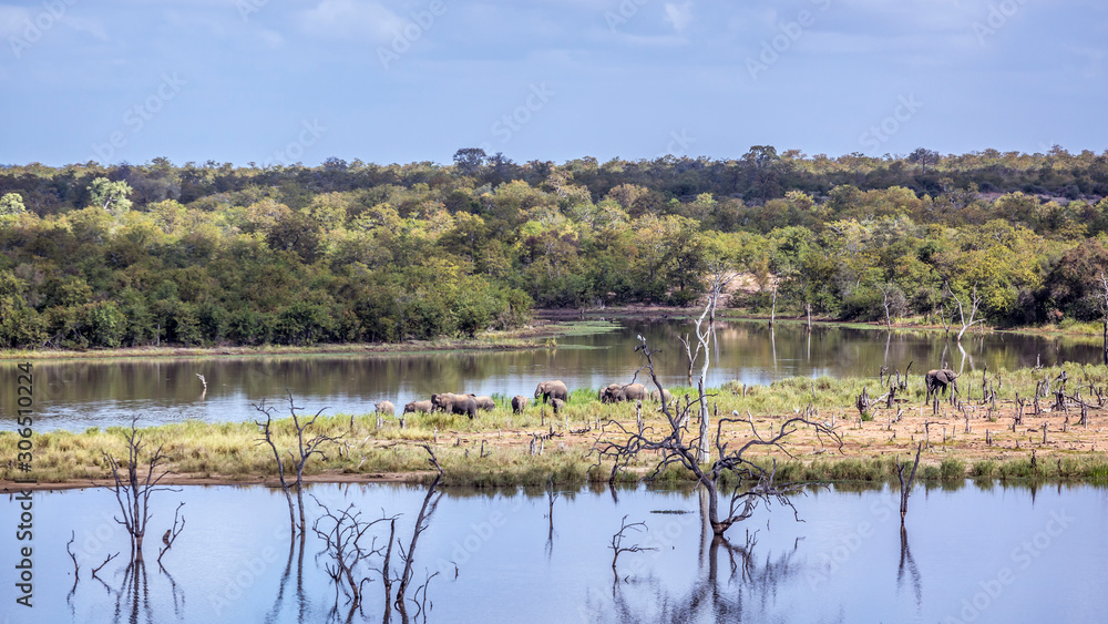 African bush elephant in Kruger National park, South Africa African bush elephant in Kruger National park, South Africa