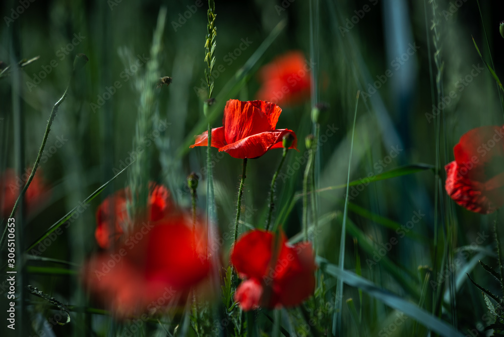 Obraz premium Red poppy flower on dark green background summer time