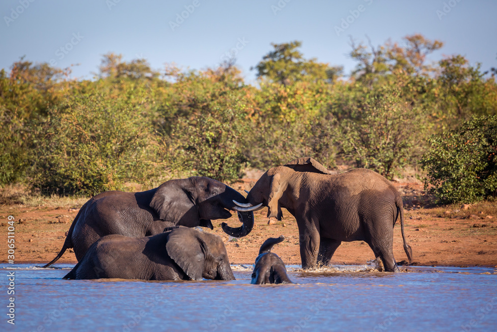 Naklejka premium African bush elephant in Kruger National park, South Africa