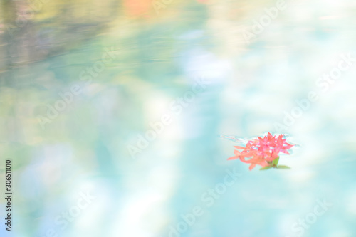 Pink flowers floating in clear water