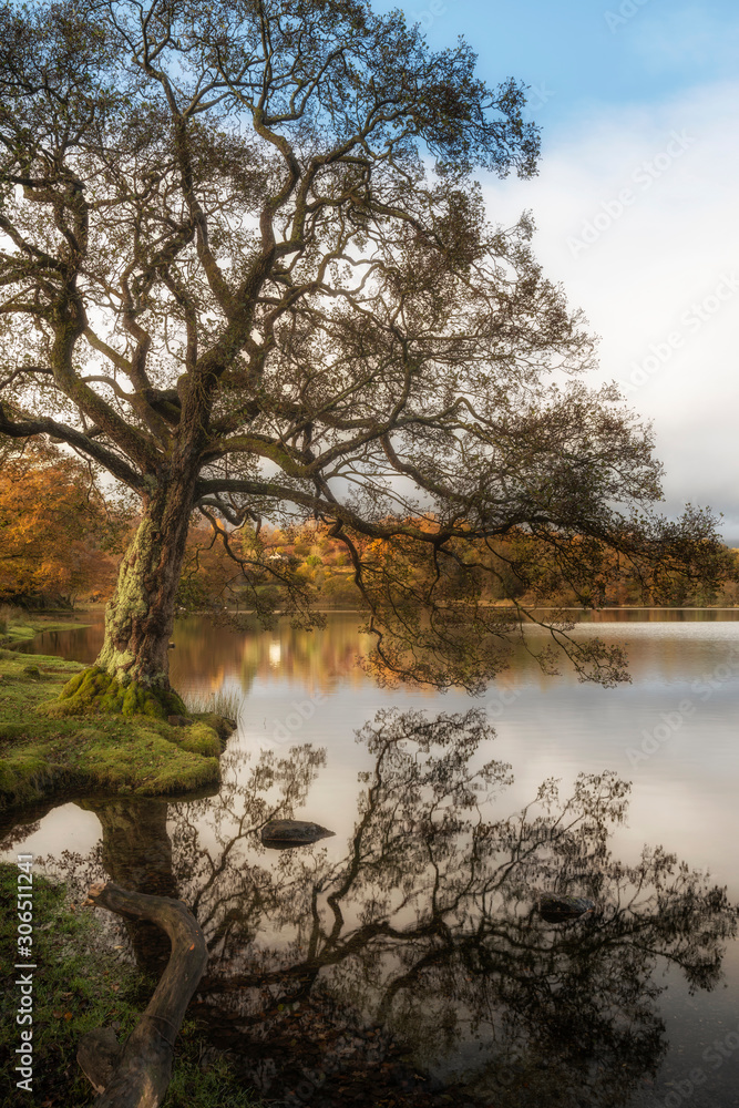 Stunning Autumn Fall landscape of lake in stunning sunrise soft light in English countryside Stunning Autumn Fall landscape of lake in stunning sunrise soft light in English countryside