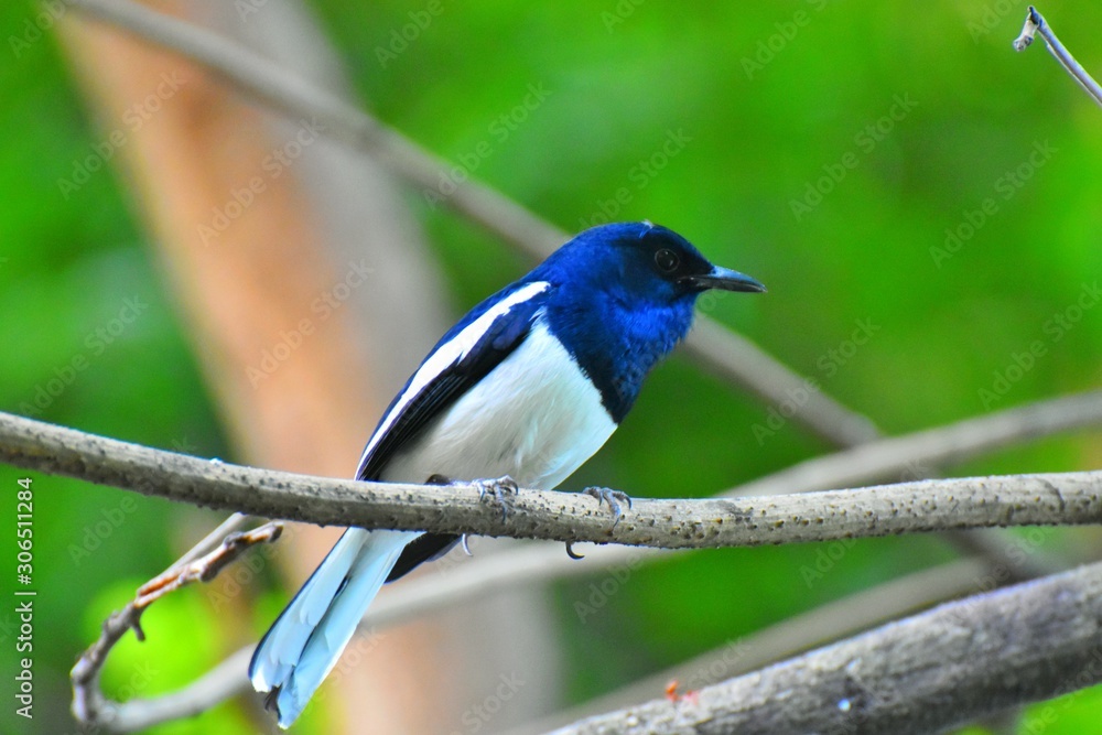 Fototapeta premium Doel Bird