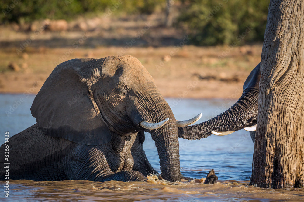 Fototapeta premium African bush elephant in Kruger National park, South Africa