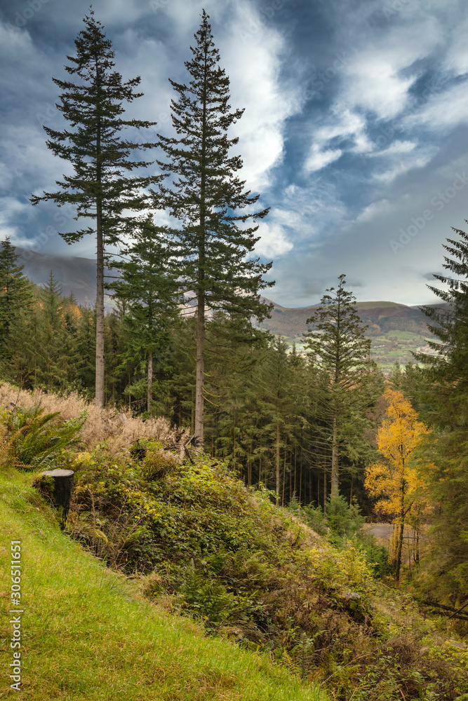 Beautiful vibrant Autumn Fall landscape of larch tree and pine tree forest in the Lake District Beautiful vibrant Autumn Fall landscape of larch tree and pine tree forest in the Lake District