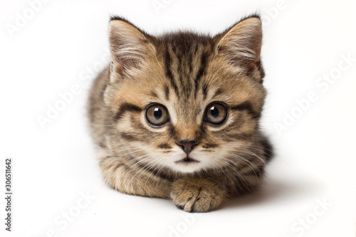 Young cat make big eyes and looks in front closeup. Young cat looking surprised and scared. Emotional surprised wide big eye kitten at home. Isolated