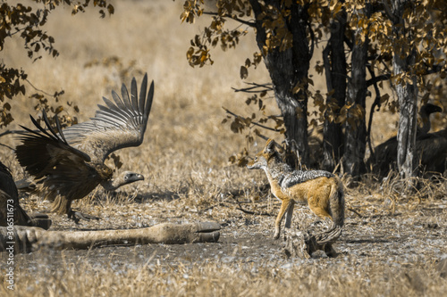 Black backed jackal and white back vulture in Kruger National park  South Africa   Specie Canis mesomelas family of Canidae and Specie Gyps africanus family of Accipitridae