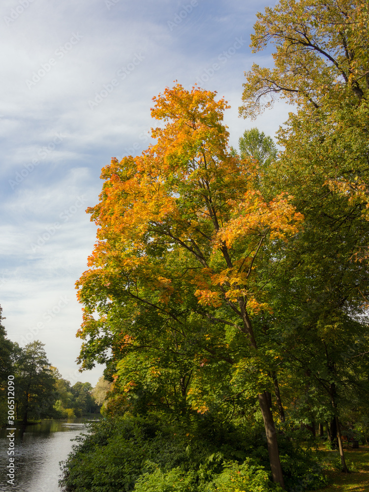 deciduous trees in the autumn park