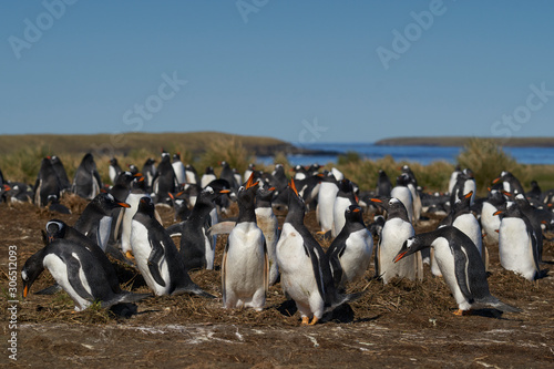 Gentoo Penguin (Pygoscelis papua) colony on Sea Lion Island in the Falkland Islands.