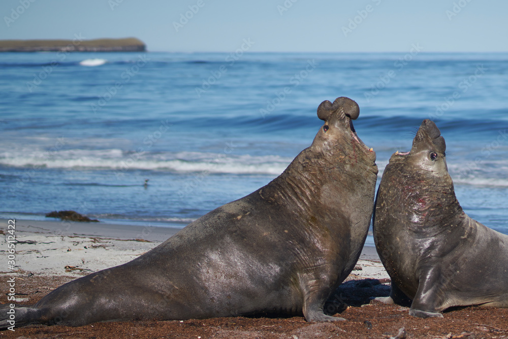 Naklejka premium Dominant male Southern Elephant Seal (Mirounga leonina) fights with a rival for control of a large harem of females during the breeding season on Sea Lion Island in the Falkland Islands. 