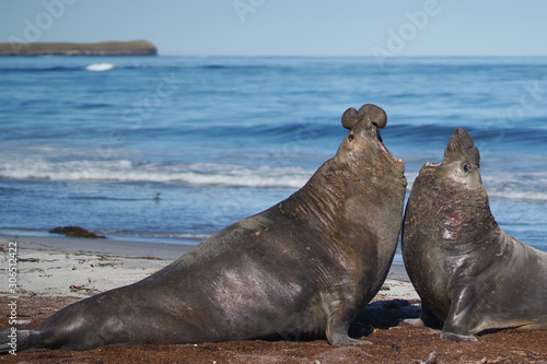 Dominant male Southern Elephant Seal  Mirounga leonina  fights with a rival for control of a large harem of females during the breeding season on Sea Lion Island in the Falkland Islands.     