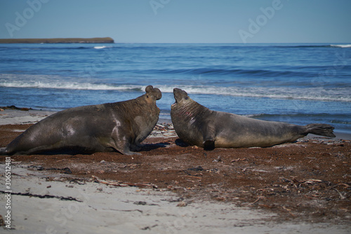 Dominant male Southern Elephant Seal (Mirounga leonina) fights with a rival for control of a large harem of females during the breeding season on Sea Lion Island in the Falkland Islands. 