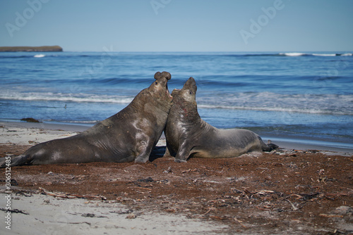 Dominant male Southern Elephant Seal (Mirounga leonina) fights with a rival for control of a large harem of females during the breeding season on Sea Lion Island in the Falkland Islands. 