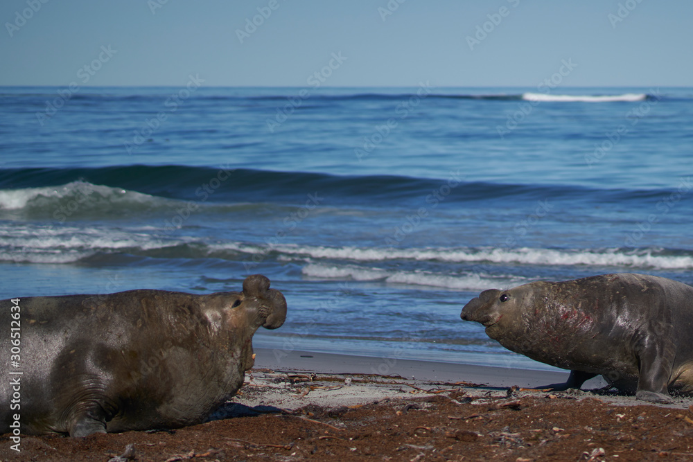 Fototapeta premium Dominant male Southern Elephant Seal (Mirounga leonina) fights with a rival for control of a large harem of females during the breeding season on Sea Lion Island in the Falkland Islands. 