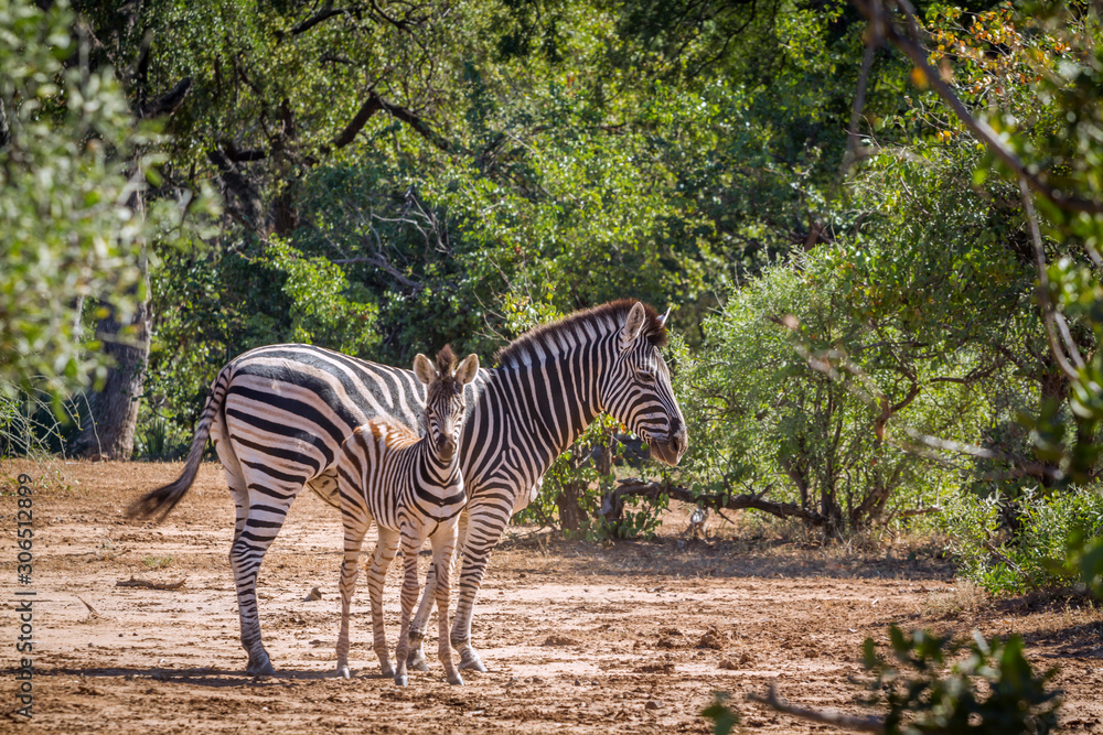 Naklejka premium Plains zebra in Kruger National park, South Africa