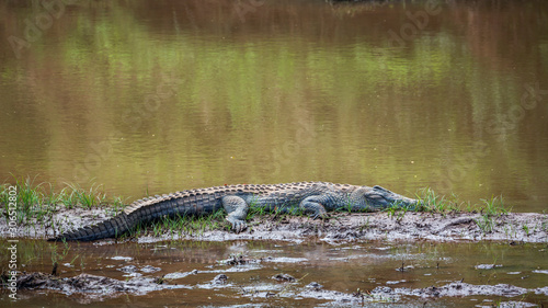 Photo Nile crocodile in Kruger National park, South Africa