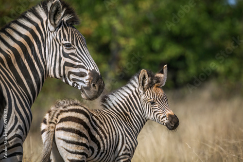 Plains zebra in Kruger National park, South Africa