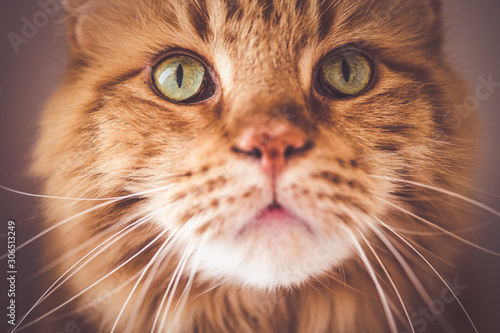 Portrait einer Maincoon Katze