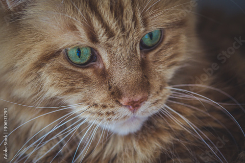 Portrait einer Maincoon Katze