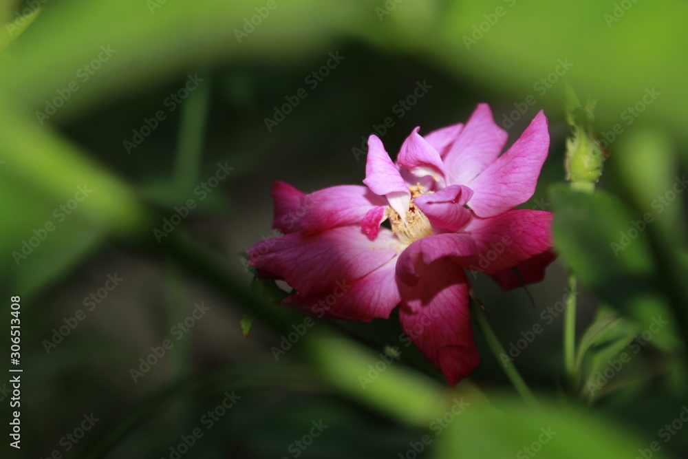 Pink rose Pink rose