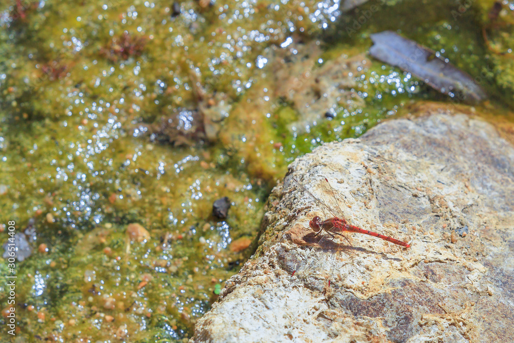 Macro of Red-veined Dropwing Dragonfly, Trithemis arterial, on rock at Ormiston Gorge Water Hole, a refuge for Australian wildlife in West MacDonnell Ranges, Northern Territory, Red Centre, Australia. Macro of Red-veined Dropwing Dragonfly, Trithemis arterial, on rock at Ormiston Gorge Water Hole, a refuge for Australian wildlife in West MacDonnell Ranges, Northern Territory, Red Centre, Australia.