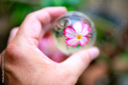 The beautiful pink Azalea flowers with vivid colors after the rain, looking through a crystal glass ball