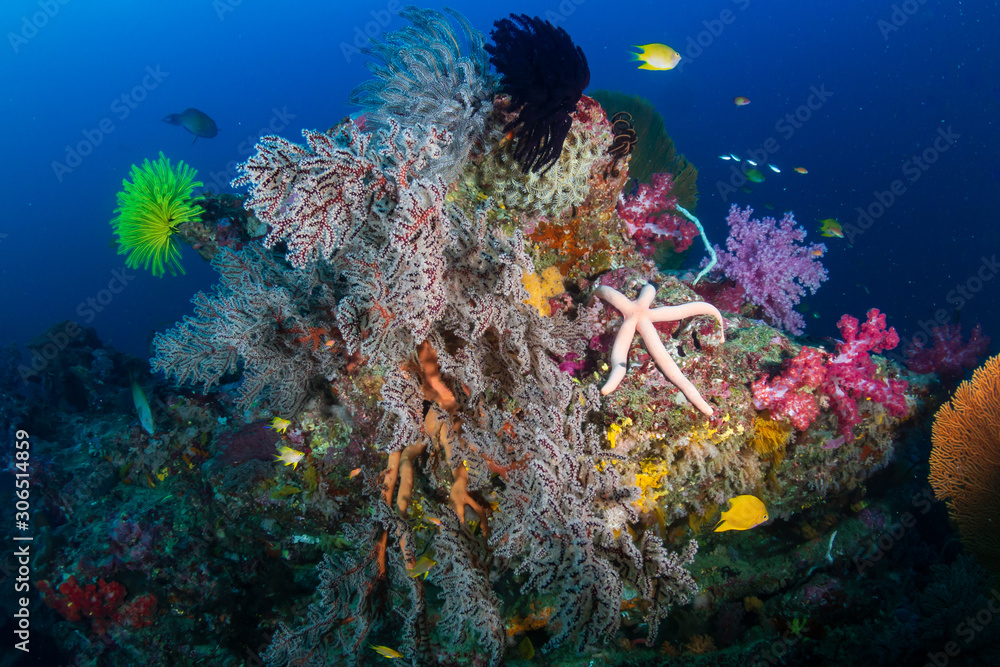 Obraz premium Colorful,healthy tropical coral reef in Thailand