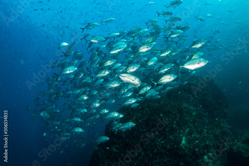 Large school of Jacks on a dark tropical coral reef (Richelieu Rock, Thailand)