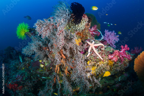 Colorful healthy tropical coral reef in Thailand