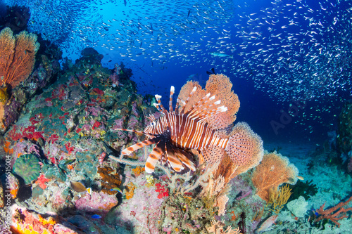 Lionfish on a colorful tropical coral reef in the Andaman Sea