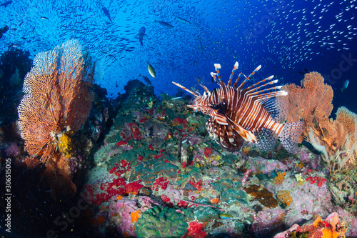 Lionfish on a colorful tropical coral reef in the Andaman Sea