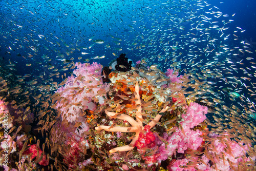 A colorful, thriving tropical coral reef surrounded by tropical fish (Richelieu Rock, Surin Islands, Thailand)