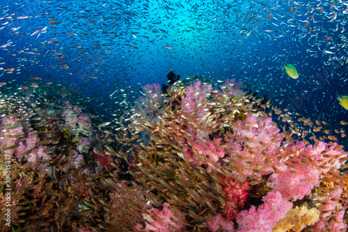 A colorful, thriving tropical coral reef surrounded by tropical fish (Richelieu Rock, Surin Islands, Thailand)