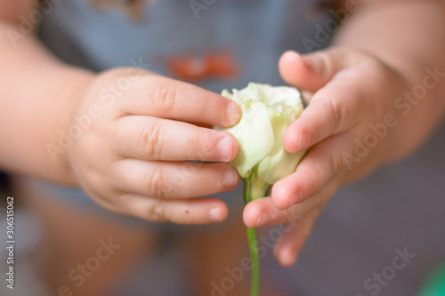 Close up of baby hands holding a white eustoma flower