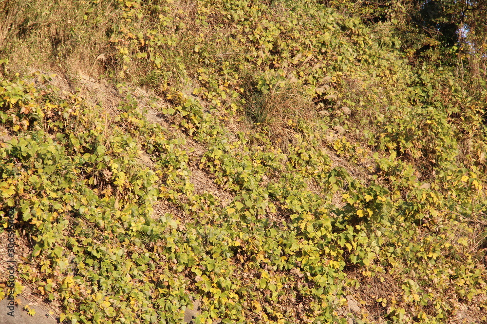 Kuzunoha covering the slopes of the hills Kuzunoha covering the slopes of the hills