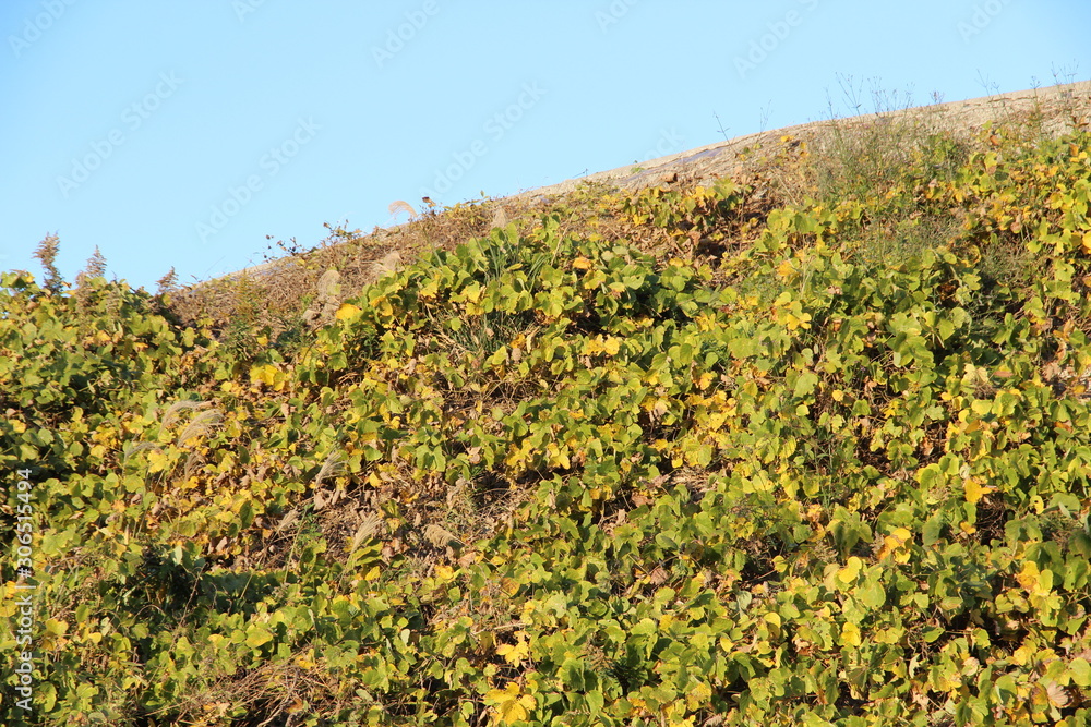 Slope and blue sky covered with kuzu leaves