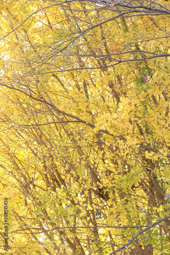 Ginkgo tree leaves in autumn colored yellow
