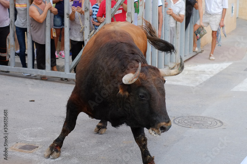  a bull in a festival of a town in Spain photo