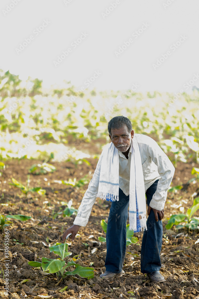 Fototapeta premium Indian farmer in banana farm