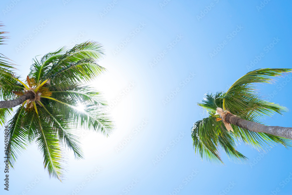 Fototapeta premium Palm tree over blue sky background concept. Beautiful palm tree leaves with blue sky. Tropical concept