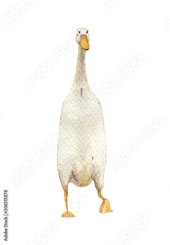 Indian Runner Duck. Handpainted watercolor illustration isolated on a white background. photo